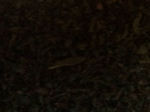 Black Cherry